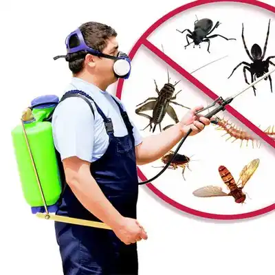 pest control Oakwood